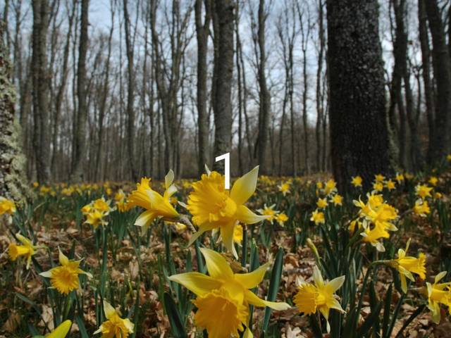 Terreno en Venta en Calle Carretera, 1 en Nava de Francia