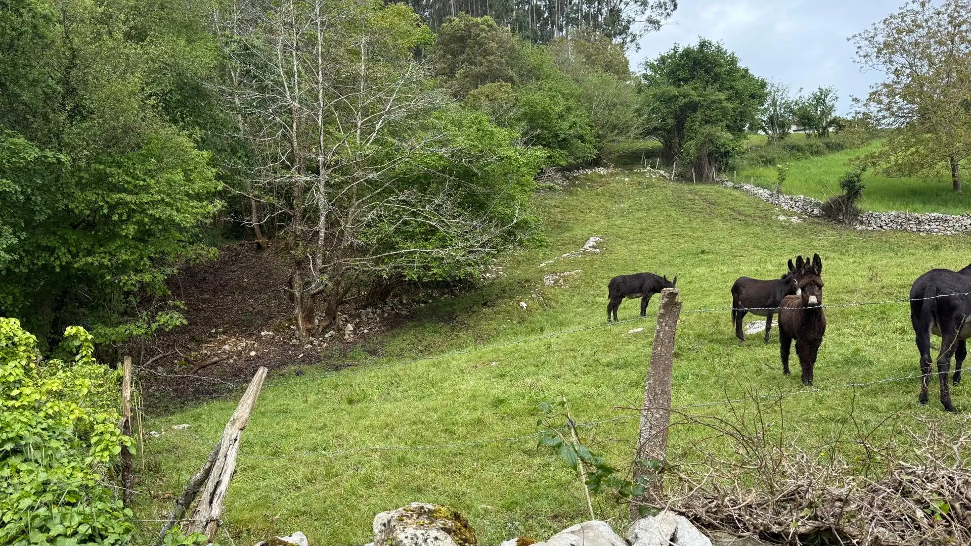 Exterior view of Land for sale in Valdáliga