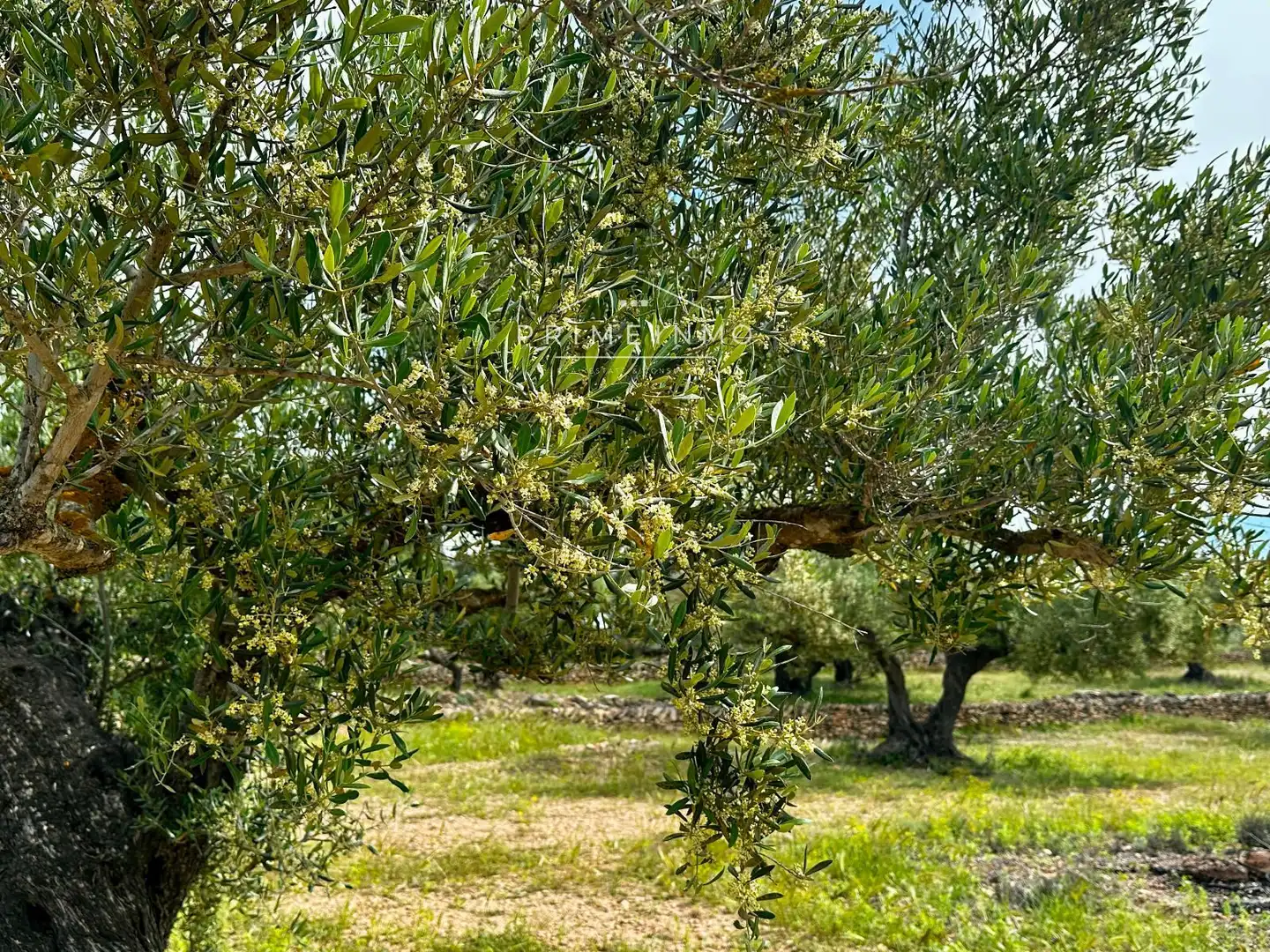 Terreno rústico en venta en Tivissa, imagen 4