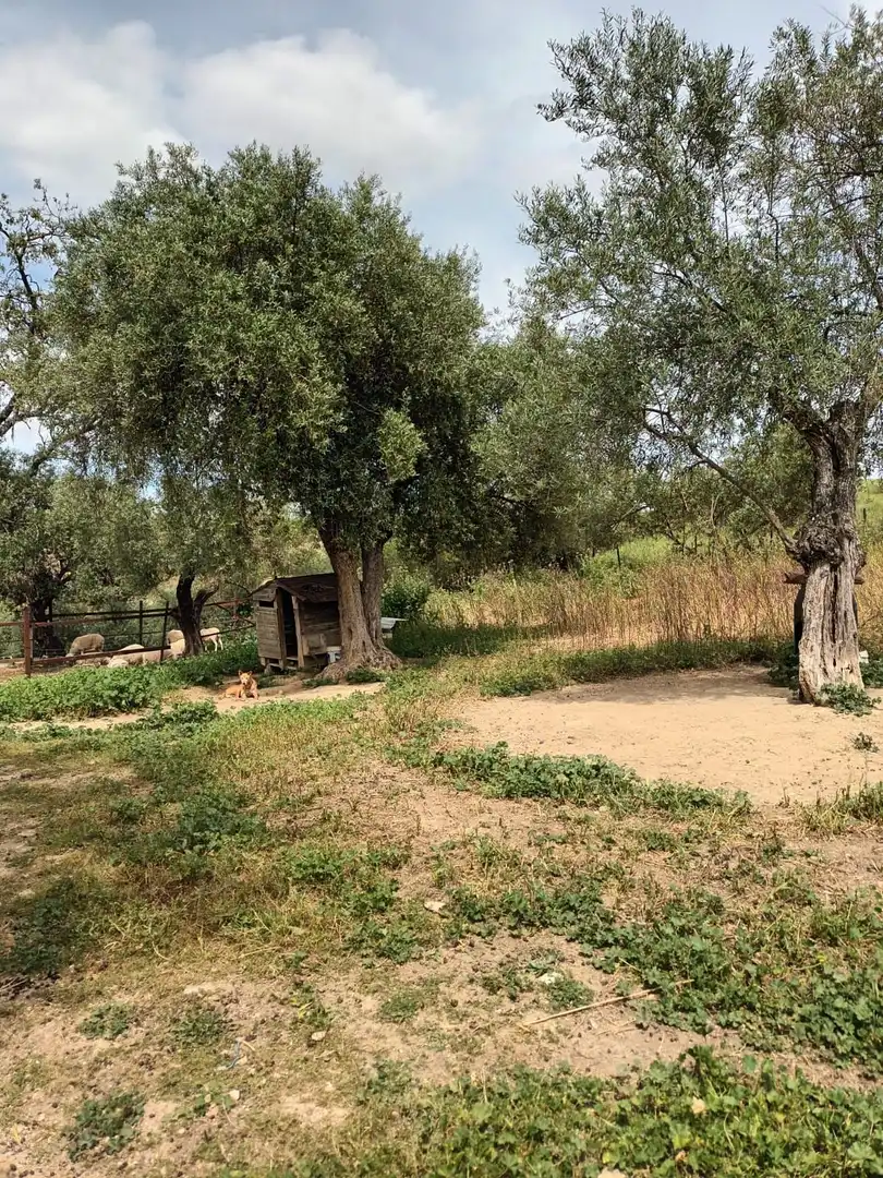 Casa rústica en venta en Partidas Norte, imagen 7