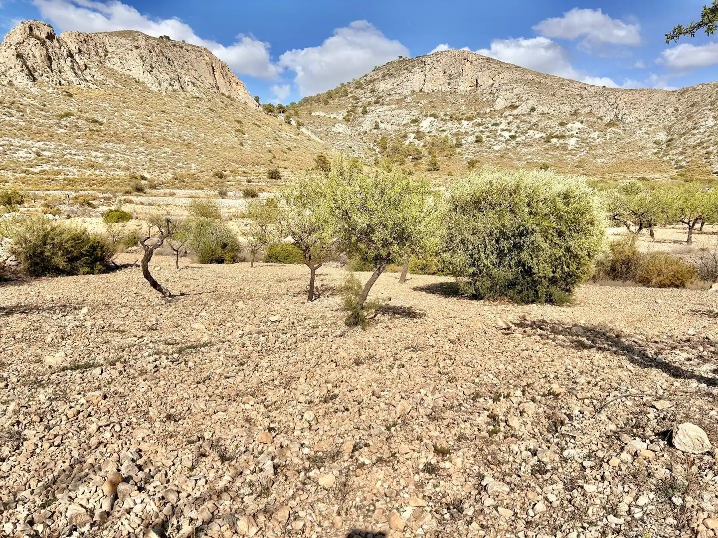 Terreno rustico in vendita a La Murada - Los Vicentes