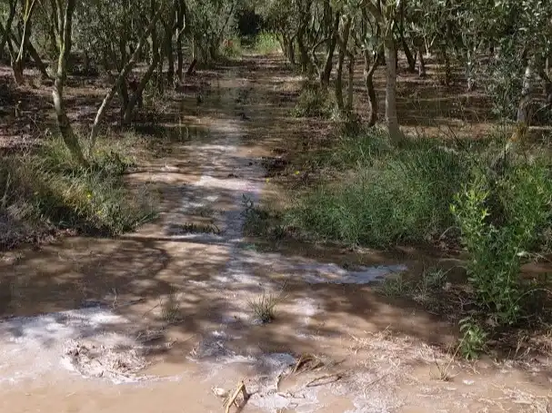 Terreny rústic en venda a Carrer de la font 16, imagen 10