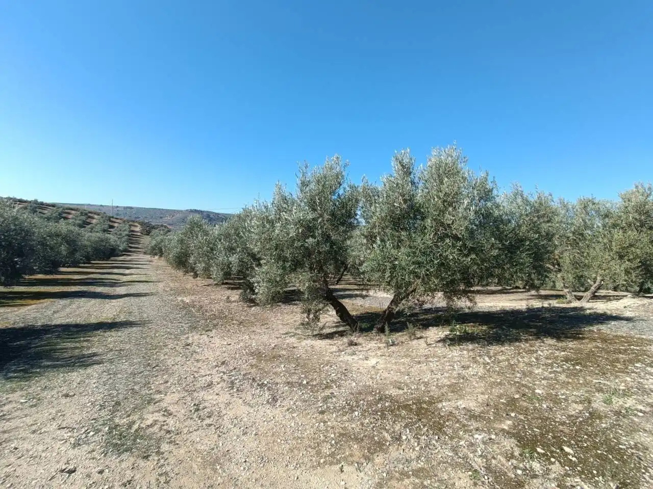 Terreni e lotti in vendita a Moraleda de Zafayona, imagen 34