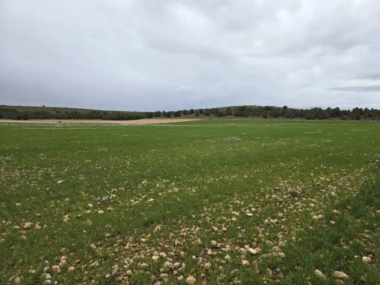Rural land for sale in Chinchilla de Monte-Aragón, imagen 5