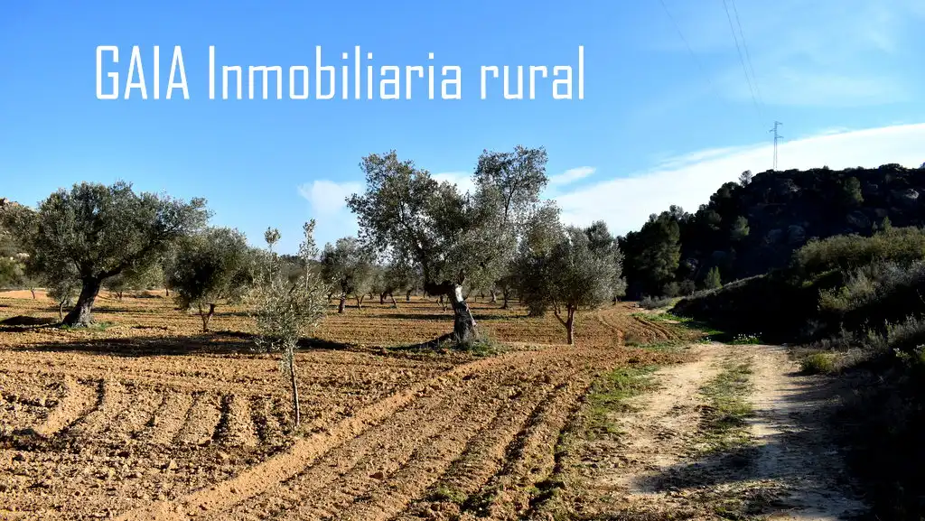 Terreni e lotti in vendita a Maella, imagen 10