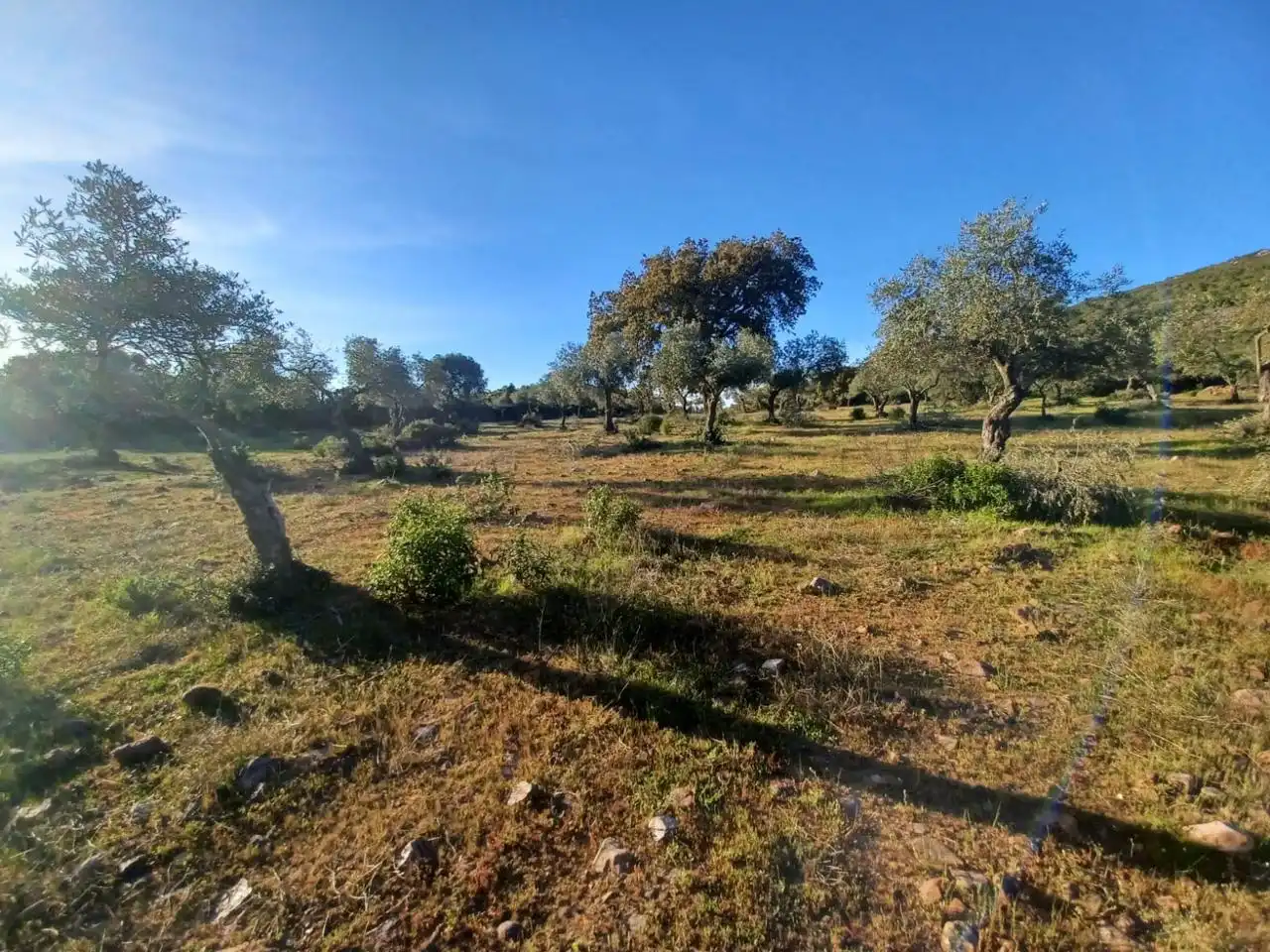 Grundstücke zum Verkauf in Peraleda del Zaucejo