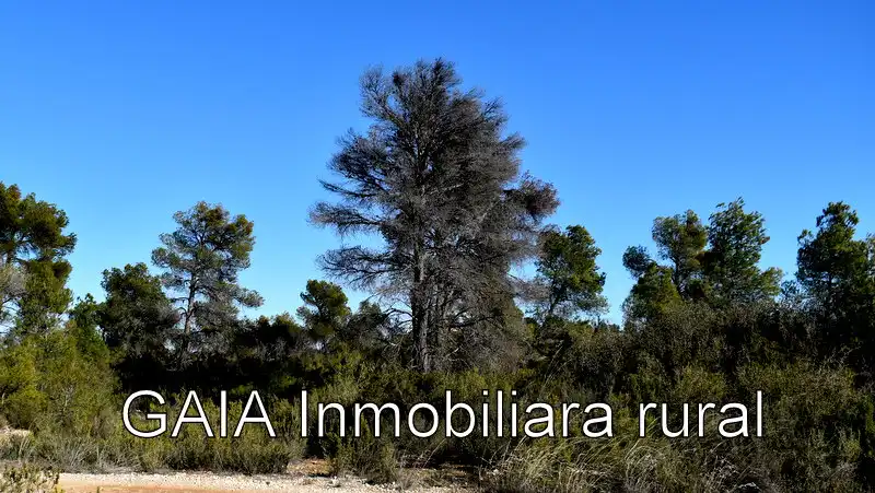 Finca rústica en venda en Maella