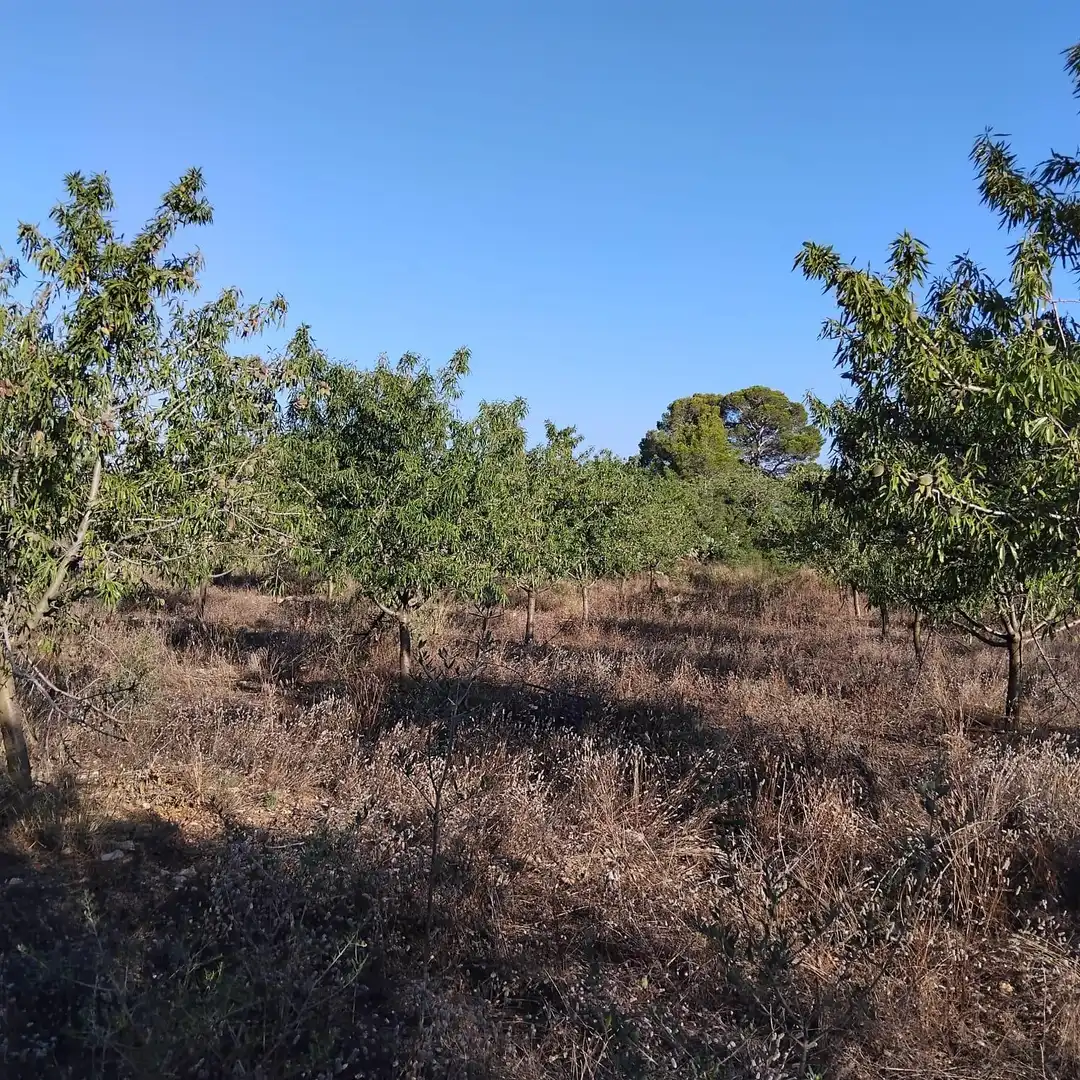 Rural land for sale in Platja de Mont-roig, imagen 3
