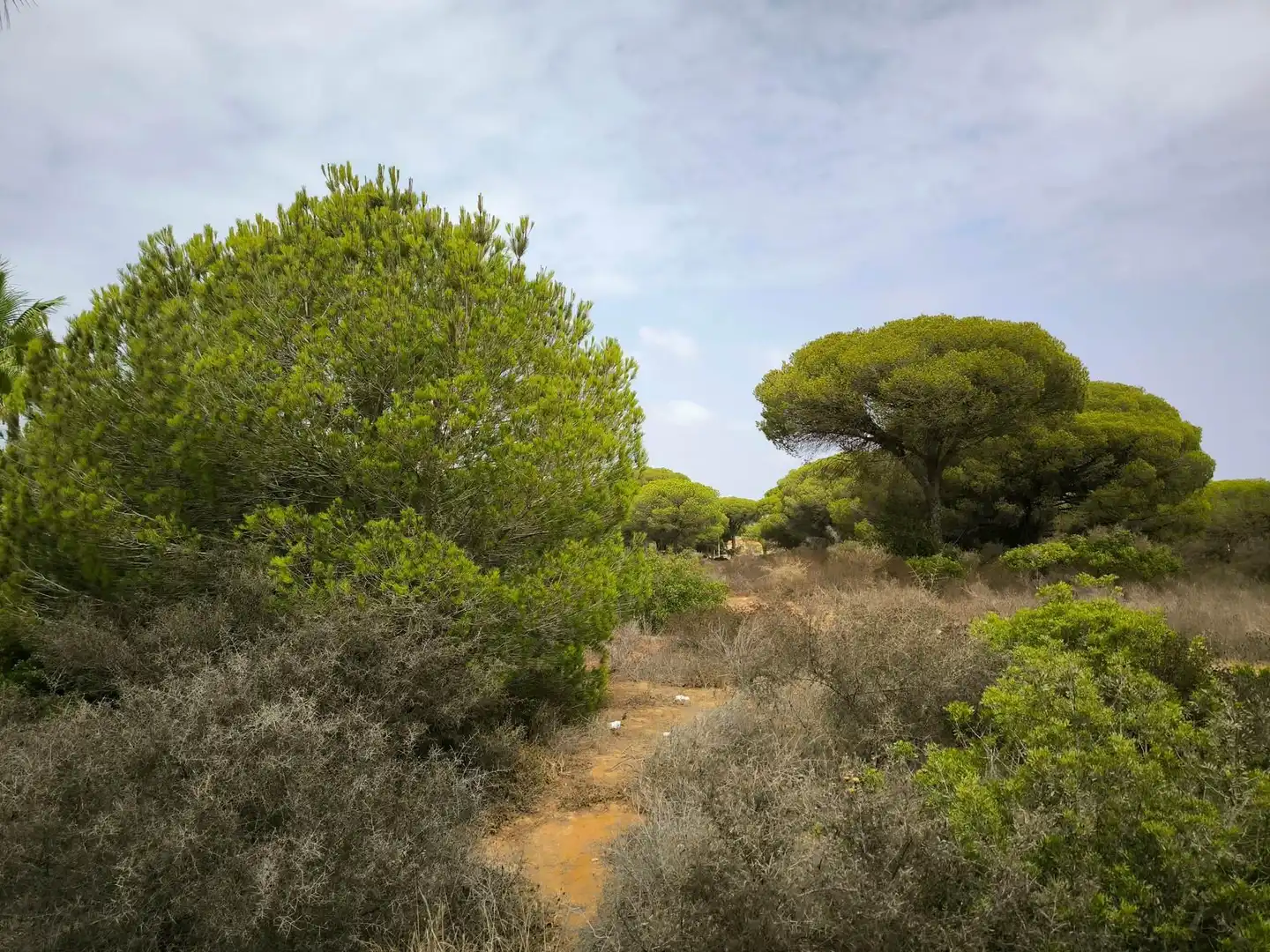 Wohnbaugrundstück zum Verkauf in La Barrosa, imagen 7