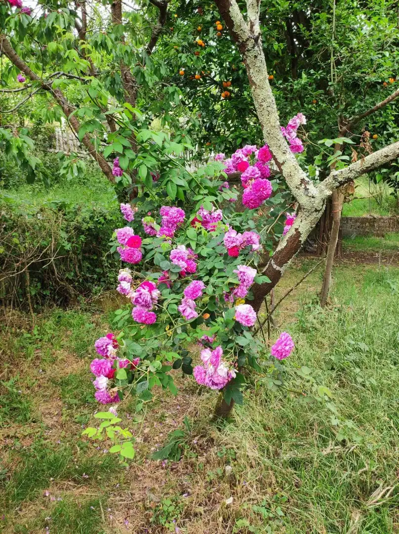 Villa avec jardin à vendre à Nabeiras, imagen 22