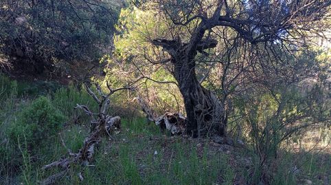 Foto 5 von Grundstücke zum Verkauf in Calle Sol, 1, Torre de Arcas, Teruel