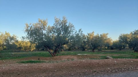 TERRENO DE OLIVOS  EN  PRODUCCION, A UN PASO DE LA LOCALIDAD., immagine 3