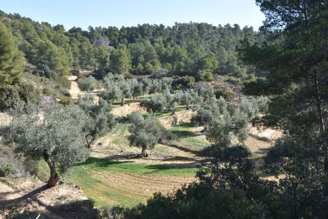 Finca rústica en Venta en La Fresneda