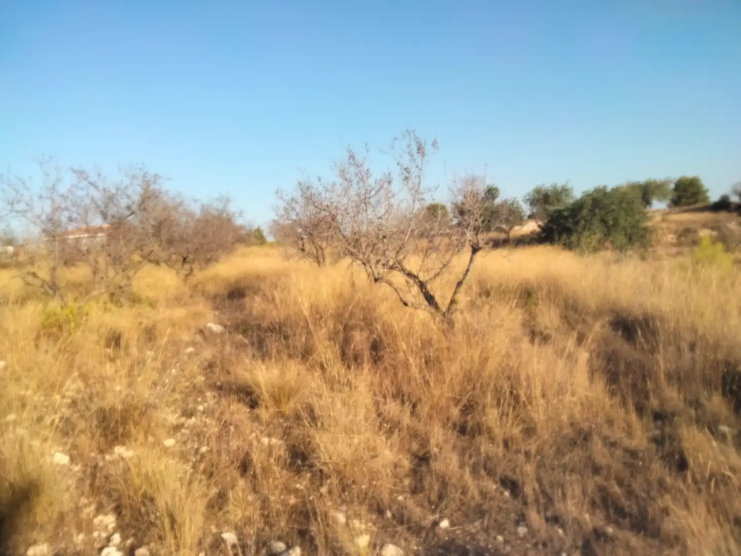 Terreno en venta en Torrent