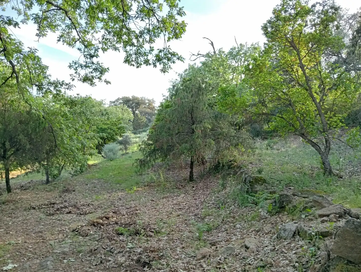 Terreno en venta en Villanueva de la Vera