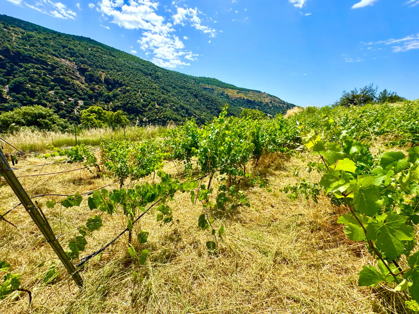 Terreni e lotti in vendita a Alpujarra de la Sierra, imagen 8