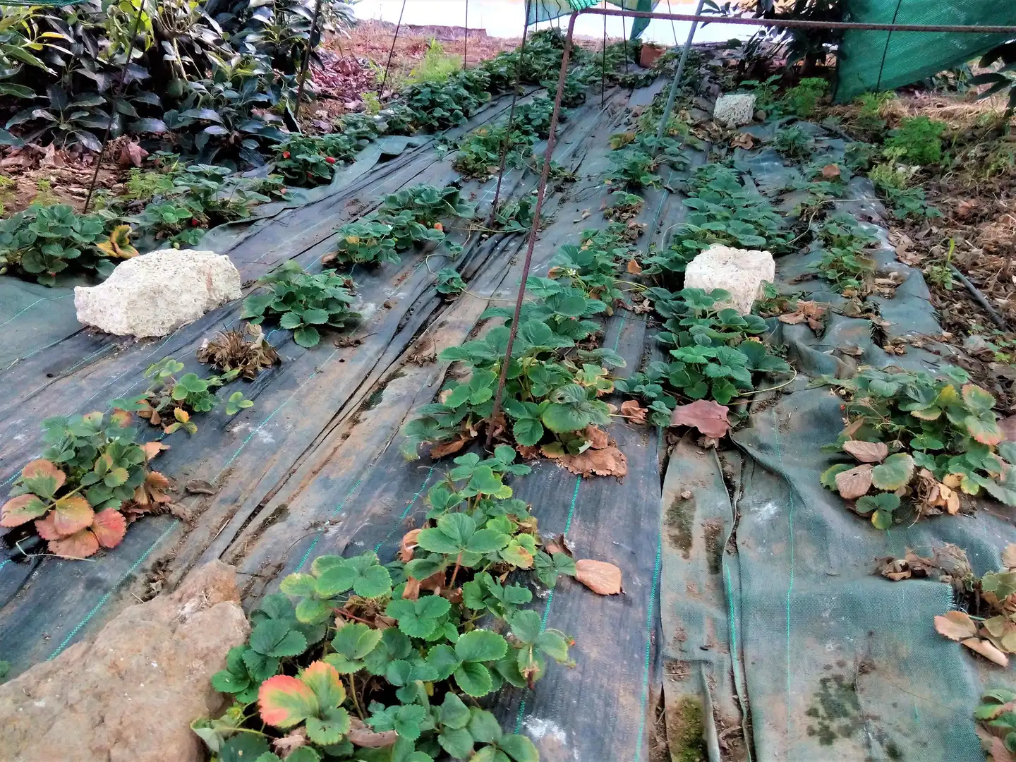 Garden of Houses for sale in Los Realejos  with Private garden, Terrace and Storage room