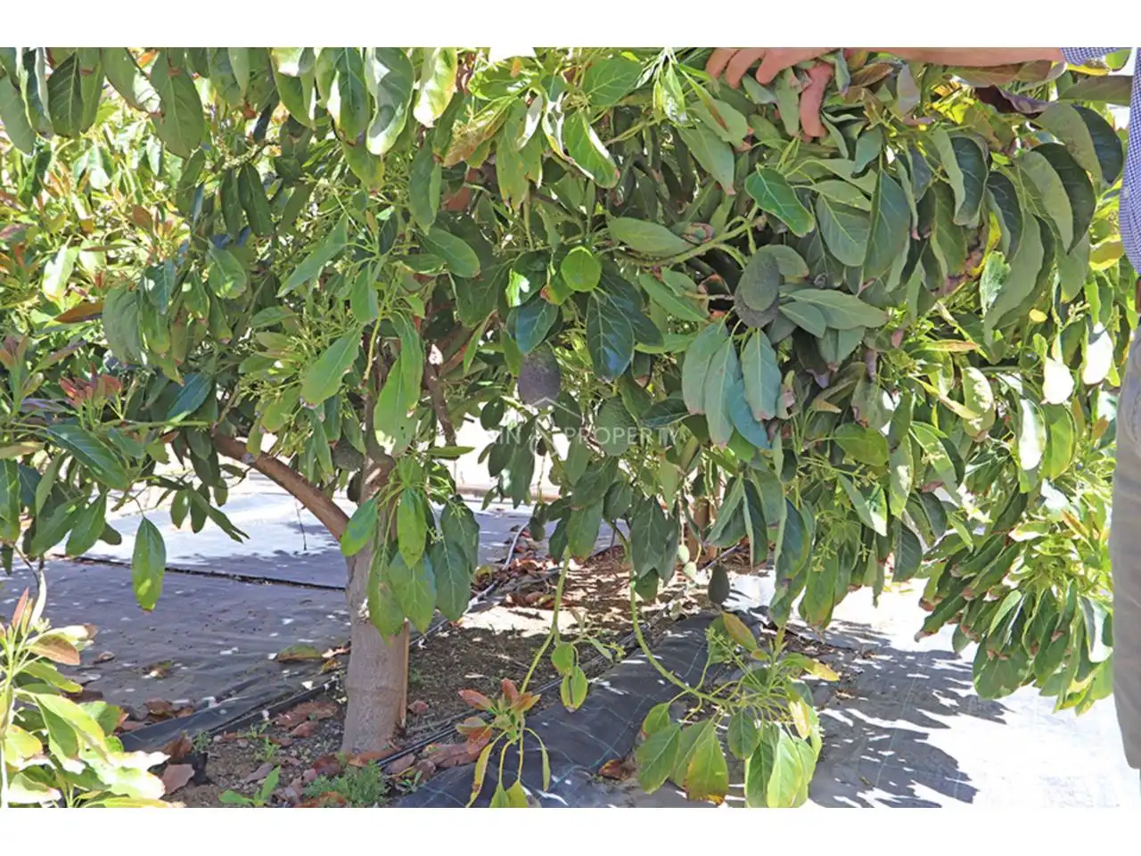 Jardín de Casa o chalet en venta en Torrent con Aire acondicionado, Calefacción y Jardín privado
