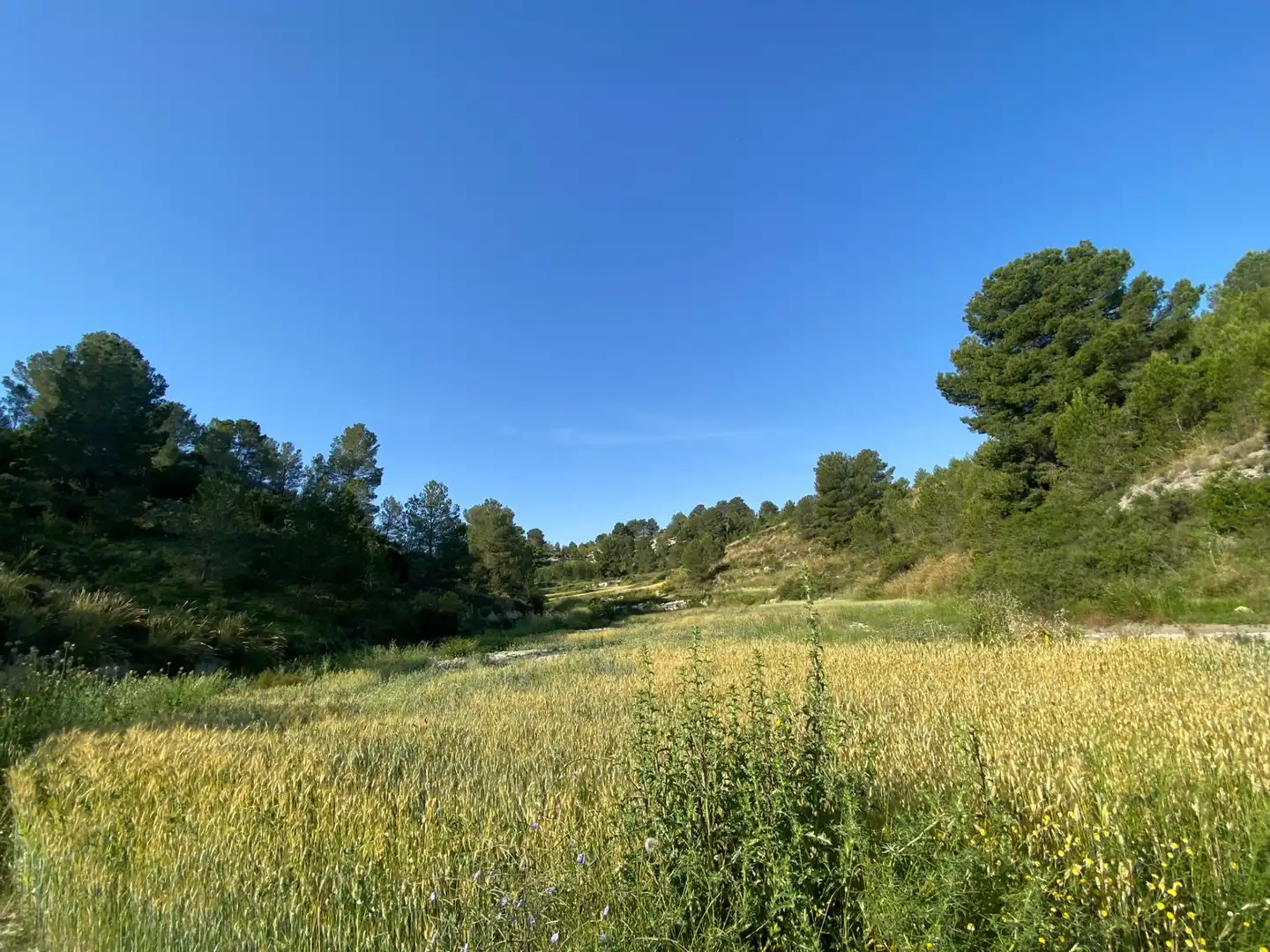 Villa à vendre à Moratalla, imagen 77