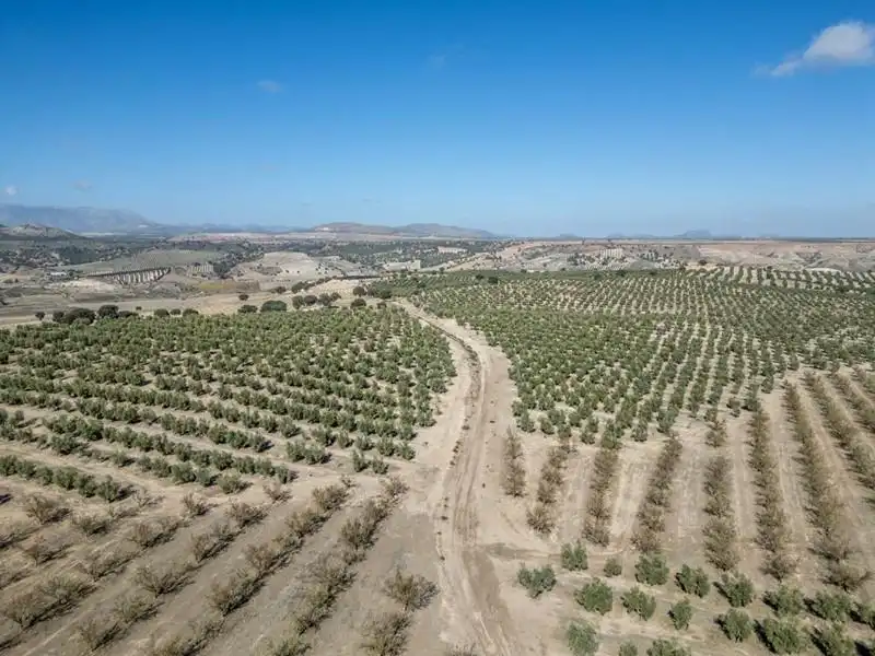 Land for sale in Alamedilla