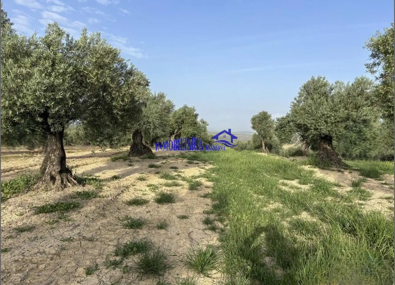 Finca rústica en venta en Bujalance