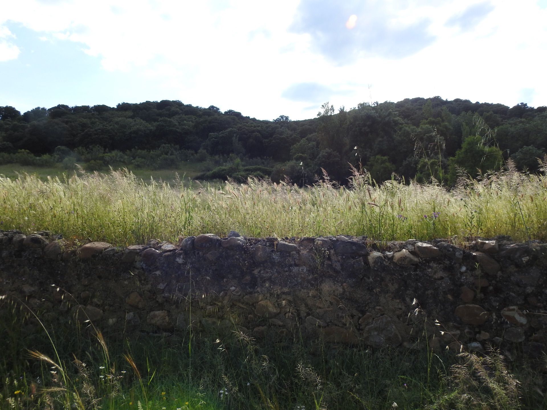 Land for sale in Belvís de la Jara