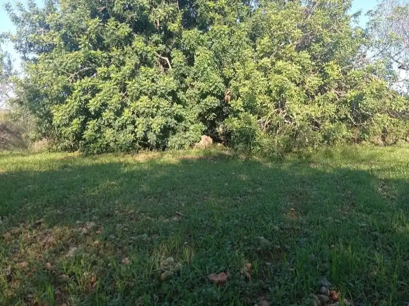 Maison rustique à vendre à Avinguda de la Llibertat 1, imagen 9