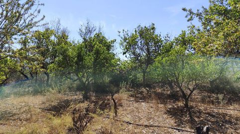 Finca Rúst. en venta en Murchas., imatge 4