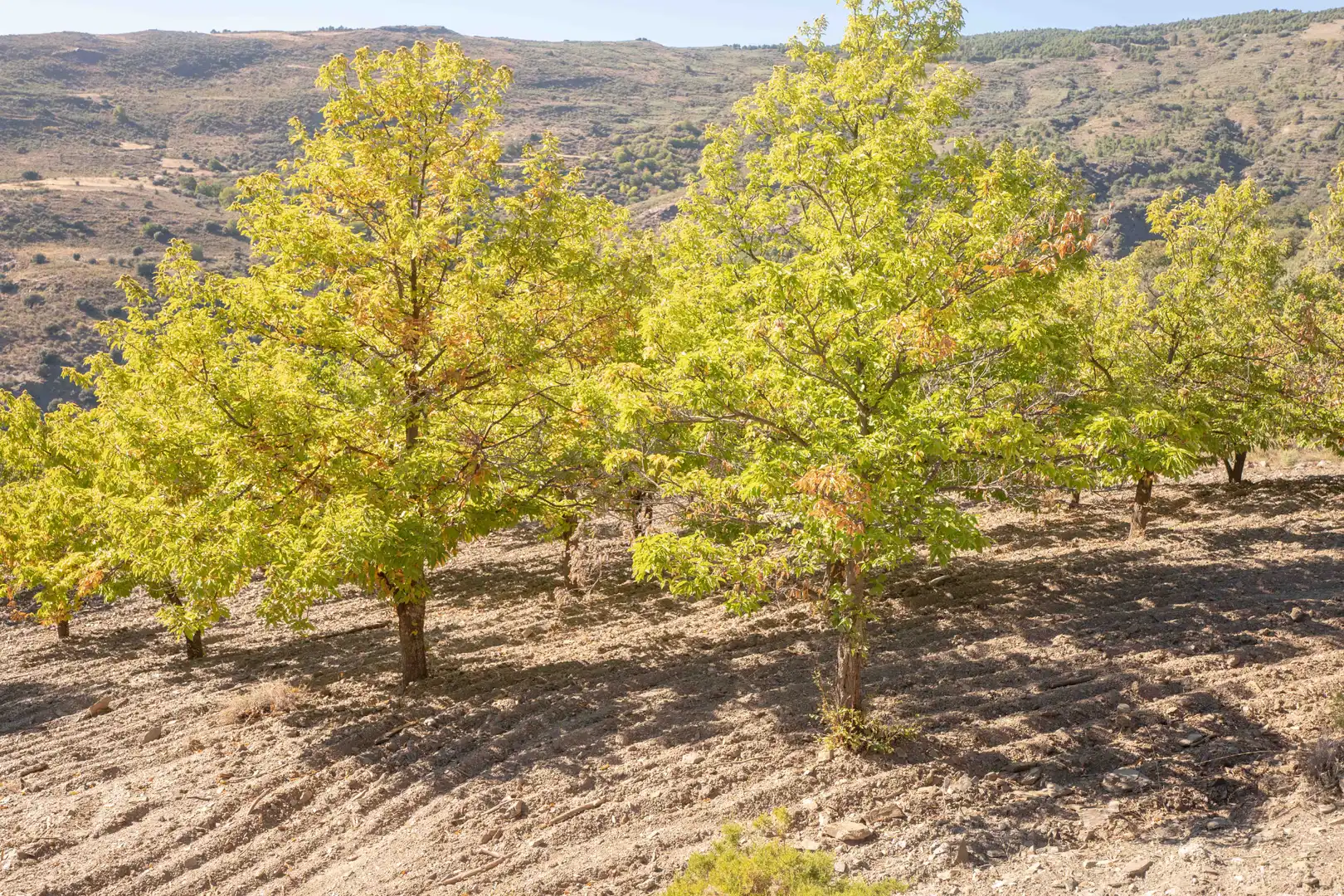Finca rústica en venda en Válor amb Jardí privat i Terrassa