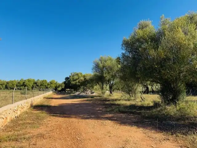 Land for sale in Manacor