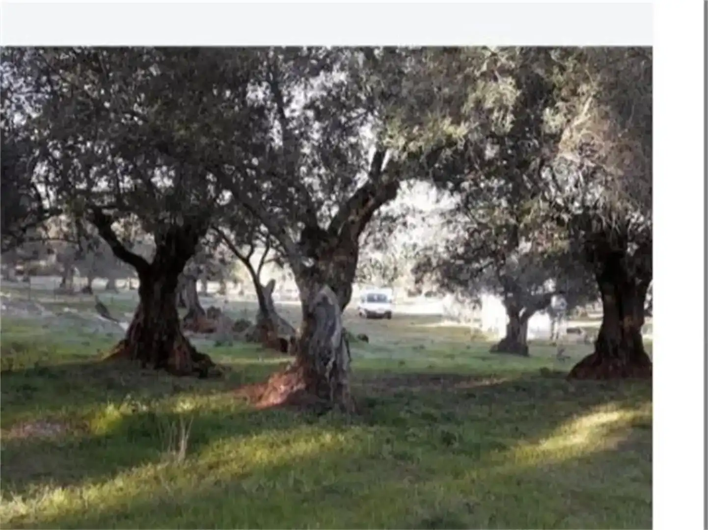 Finca rústica en venda en Higuera la Real