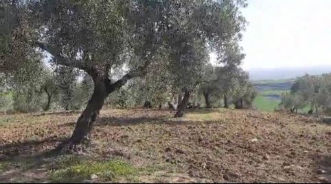 7 FANEGAS DE OLIVAR, immagine 2