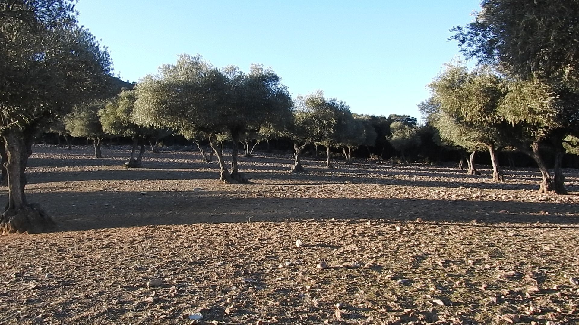 Finca rústica en venta en Piedrabuena