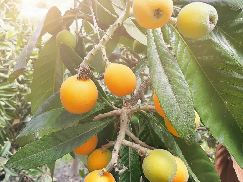 Jardín de Terreno en venta en El Pinar