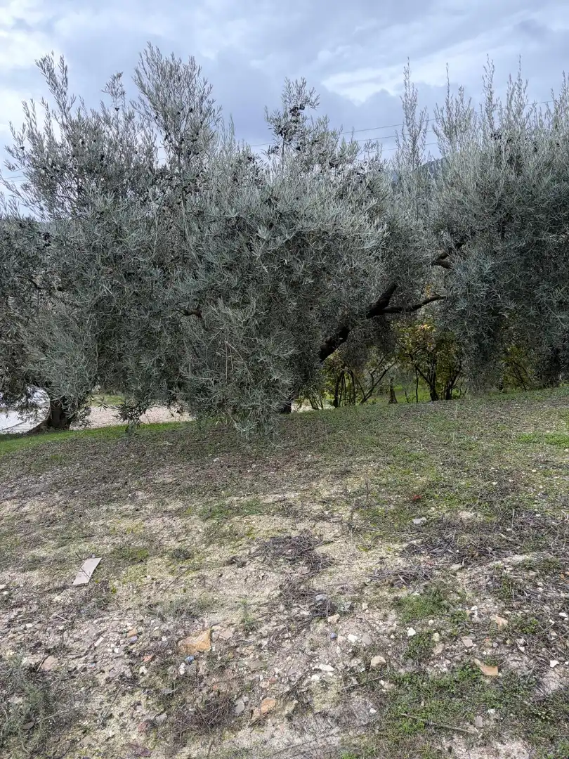 Terreny rústic en venda a Priego de Córdoba, imagen 4