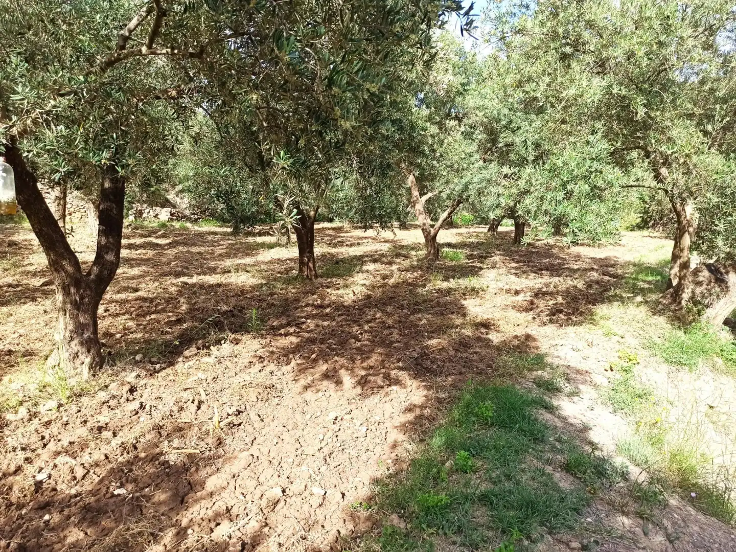 Residential land for sale in Alcolea, imagen 2