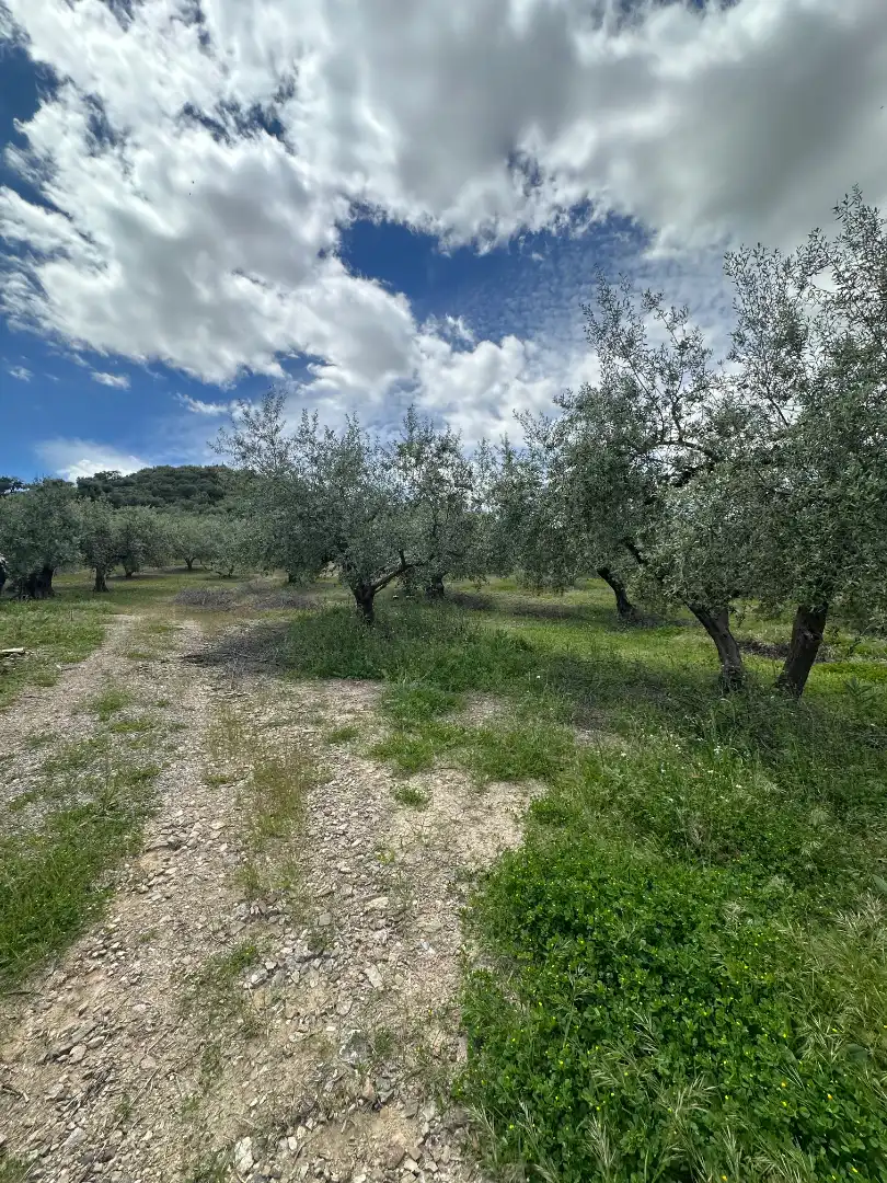 Terreni e lotti in vendita a Periana, imagen 46