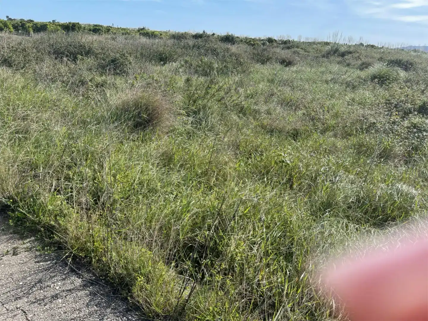 Finca rústica en venta en Polinyà de Xúquer