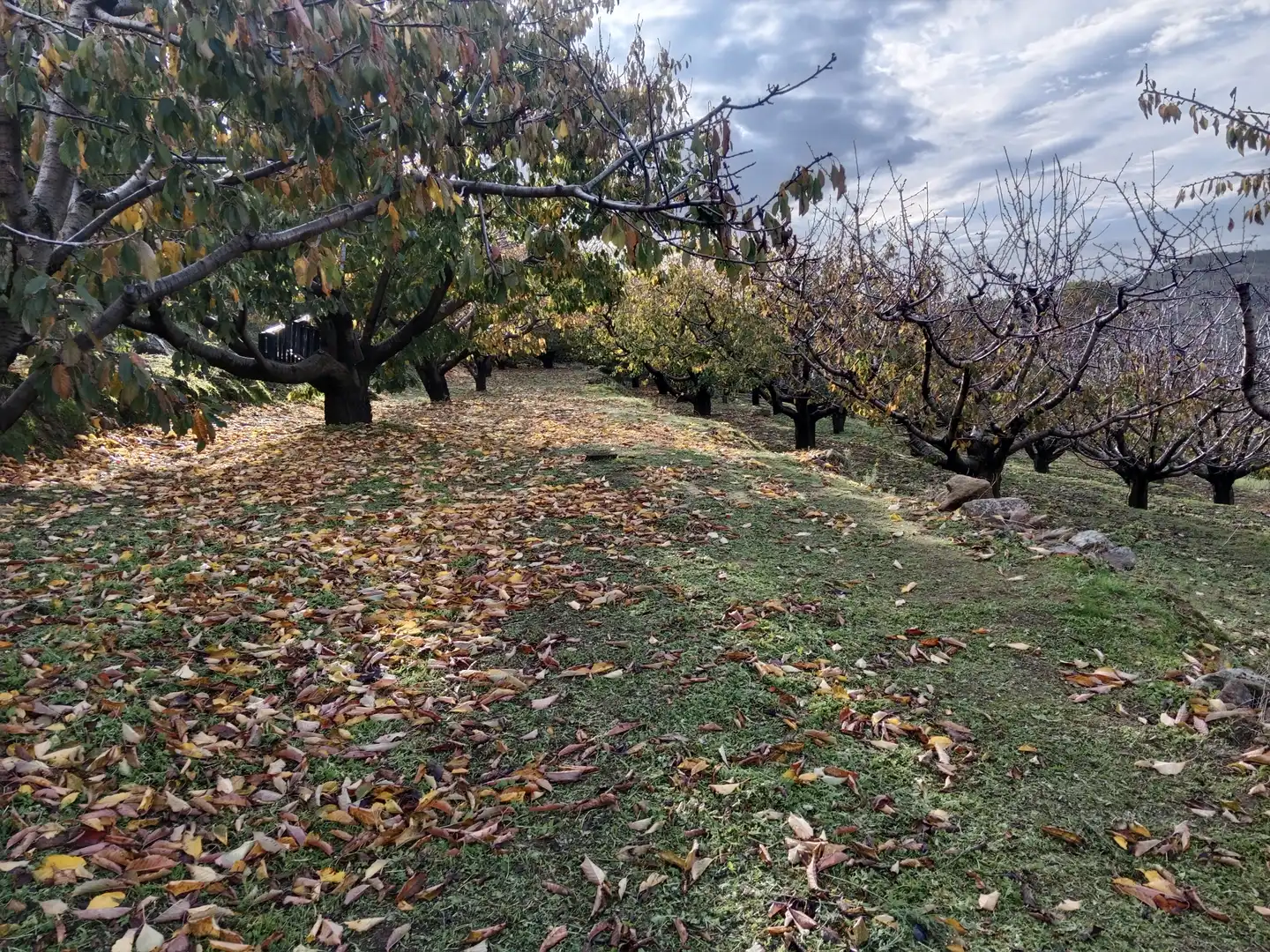 Terreni e lotti in vendita a Pasarón de la Vera, imagen 20