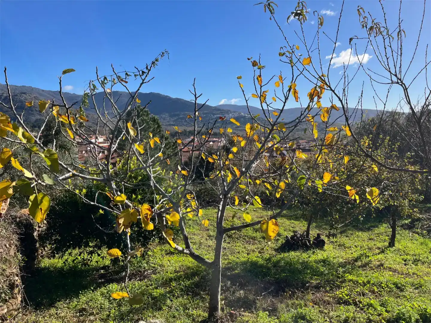 Vista exterior de Terreno en venta en Valverde del Fresno