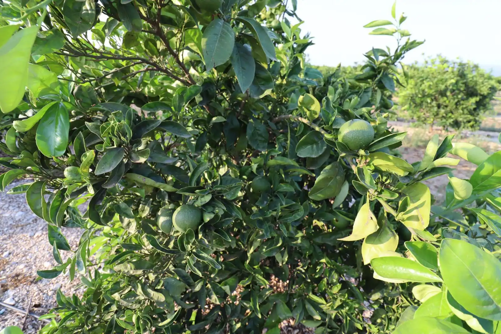 Jardí de Terreny en venda en Vinaròs