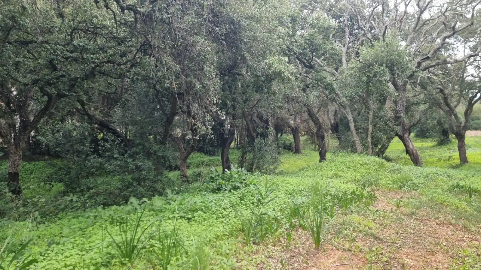 Terreno residencial en venta en San José - San Bernardo, imagen 9