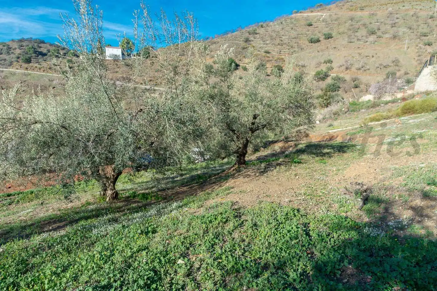 Residential land for sale in Sayalonga, imagen 12