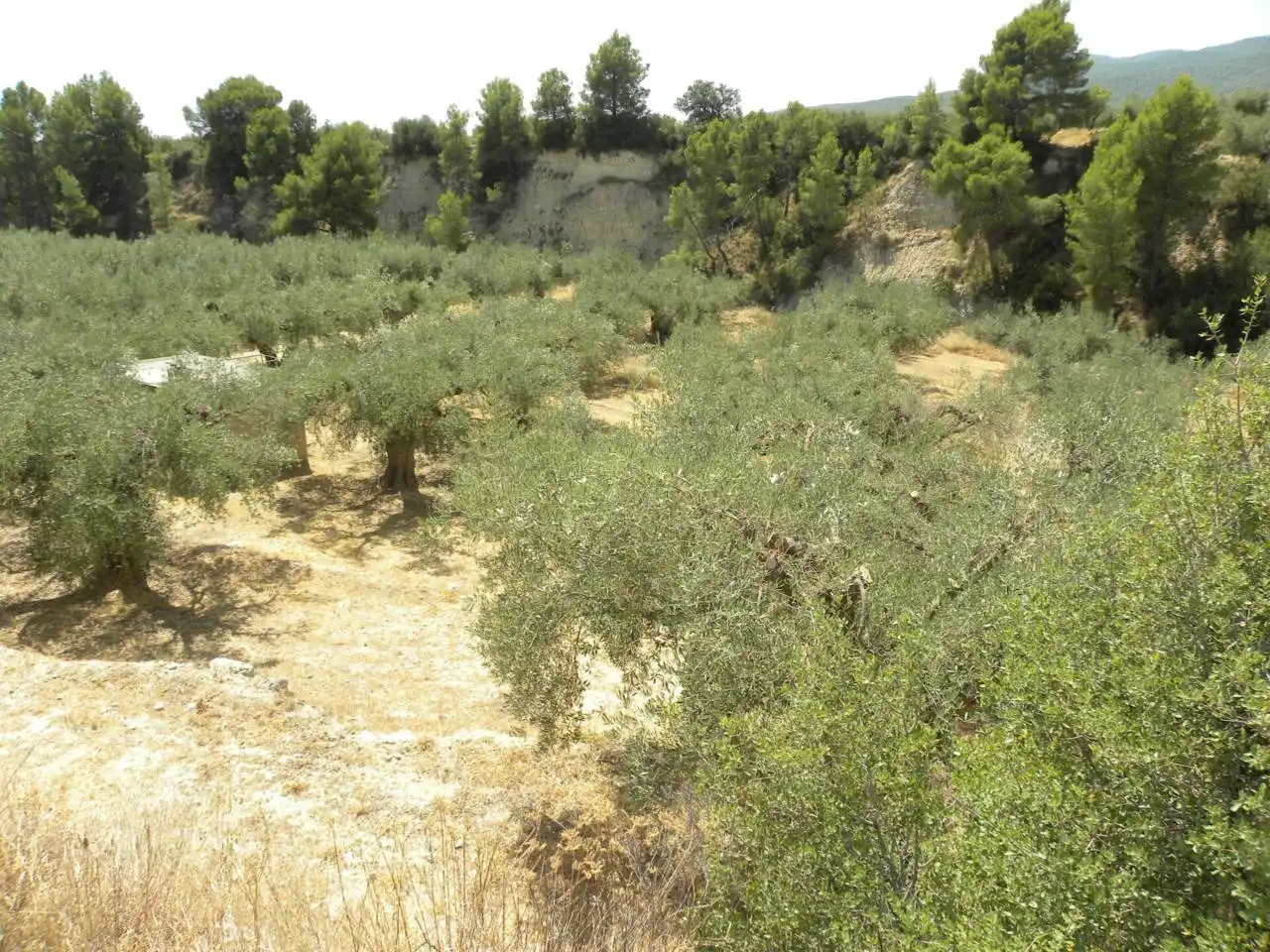 Terreno rustico in vendita a Camino Picardias, imagen 7