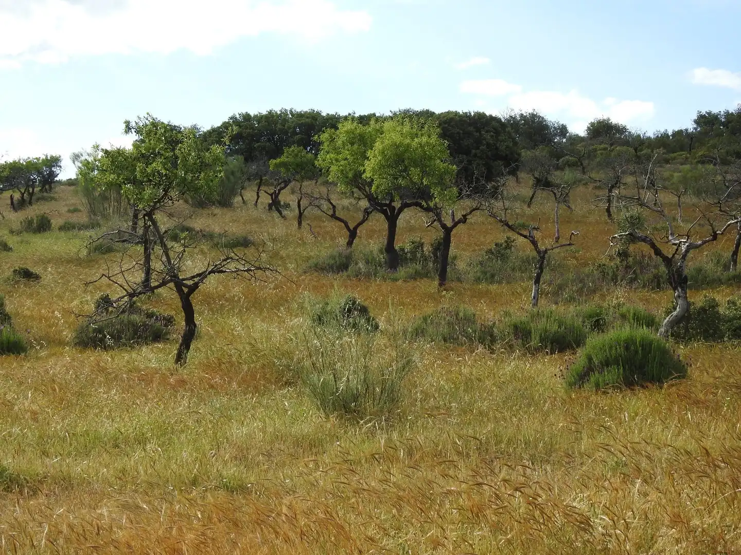Land for sale in Belvís de la Jara