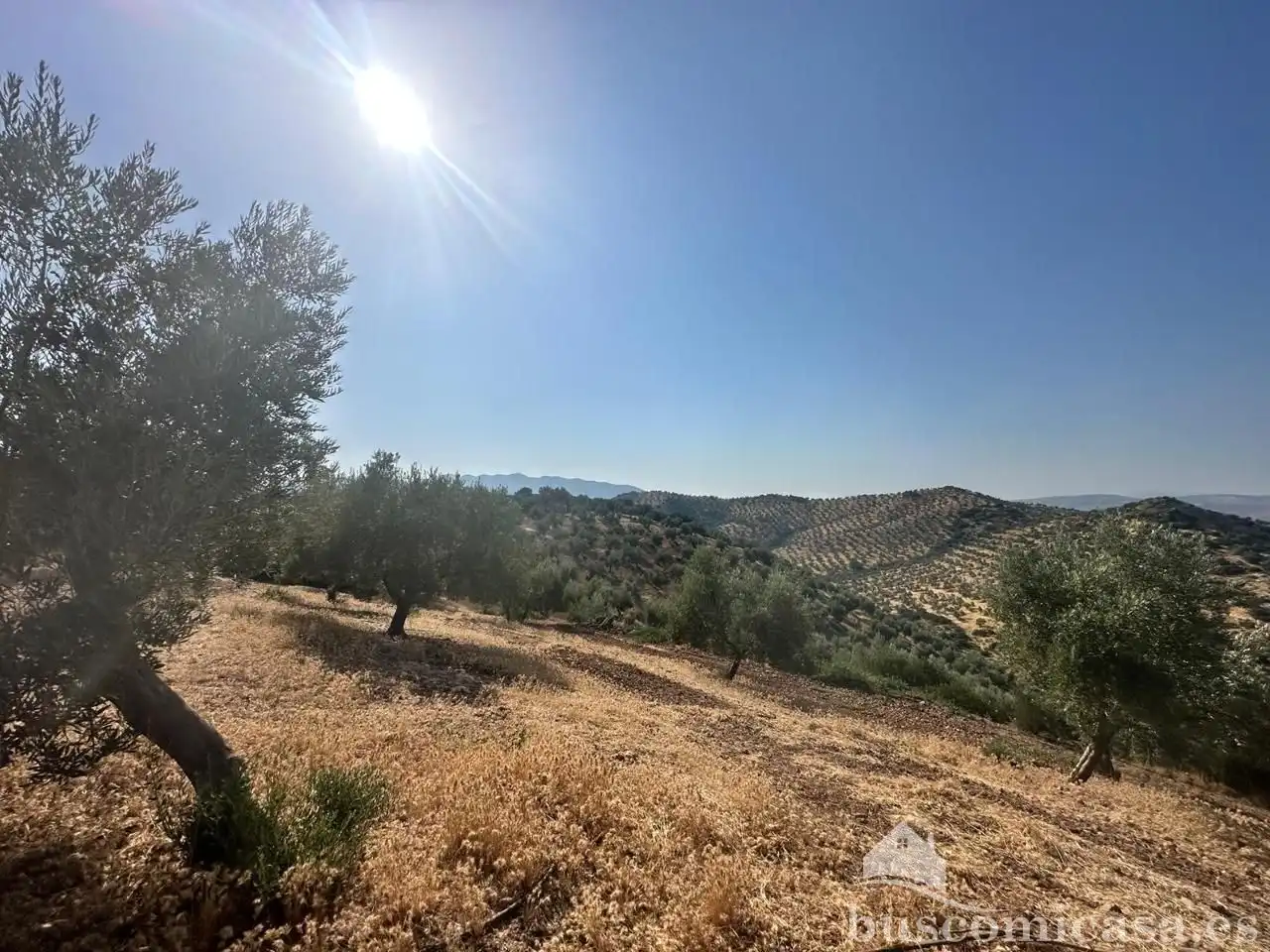 Terrain rustique à vendre à finca de olivar, imagen 6