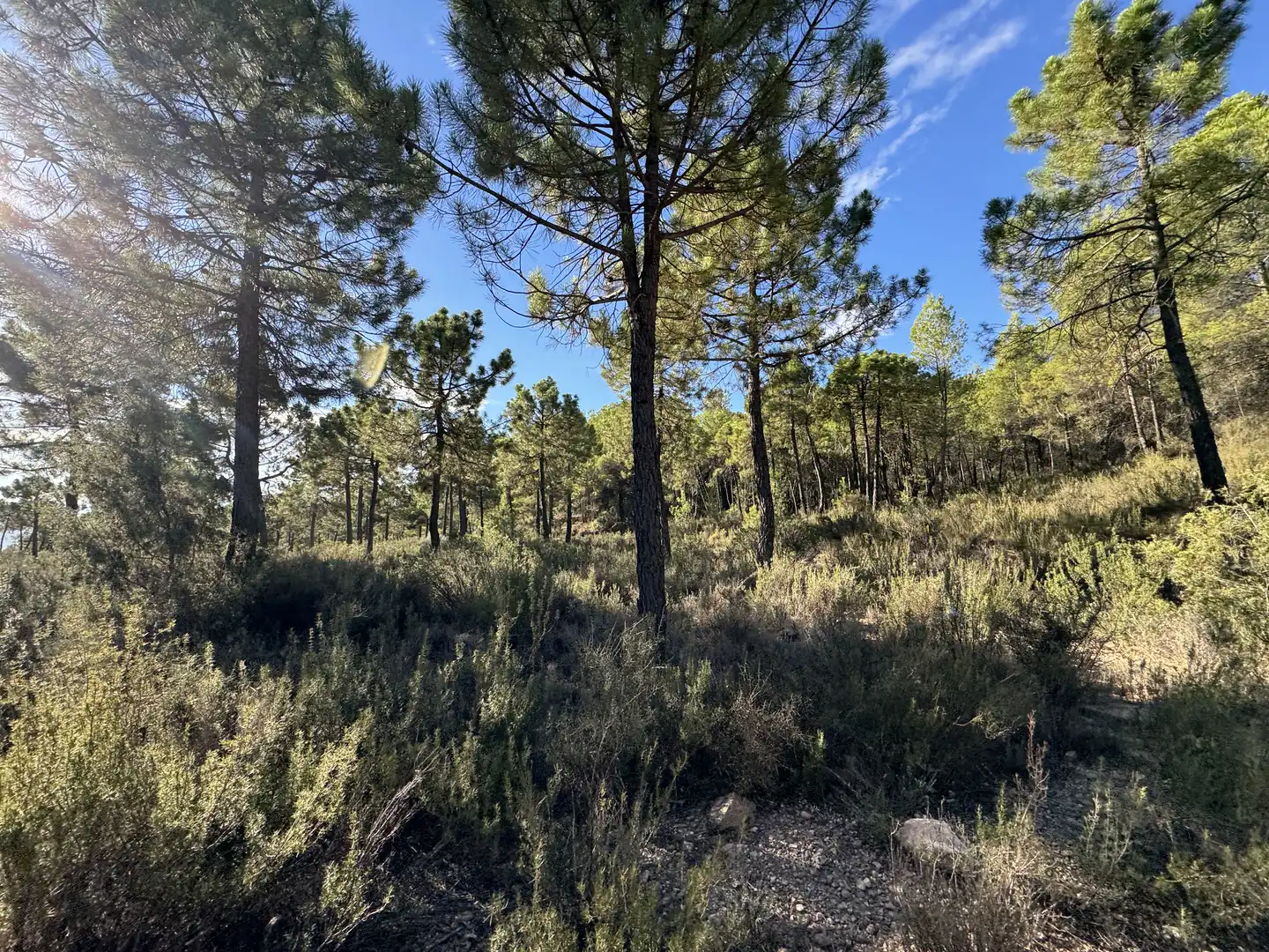 Terreny rústic en venda a Caravaca de la Cruz, imagen 14