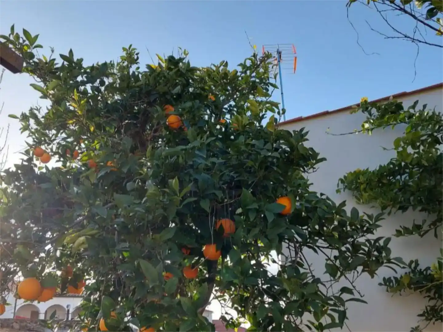 Jardí de Casa adosada en venda en Bodonal de la Sierra