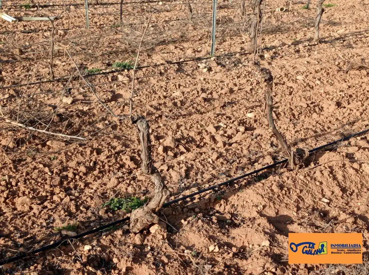 Rural land for sale in Valdepeñas, imagen 4