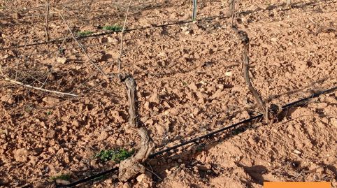 Finca Rúst. en venta en Carretera Daimiel., imatge 4